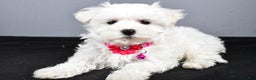 Maltipoo dogs for sale: Lexi - Ad 2