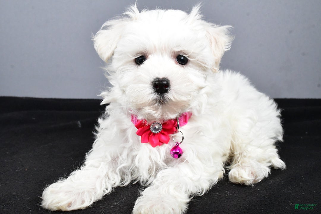 Maltipoo dogs for sale: Lexi - Ad 2