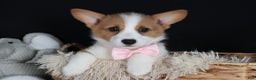Welsh Corgi Pembroke dogs for sale: Honey - Ad 4