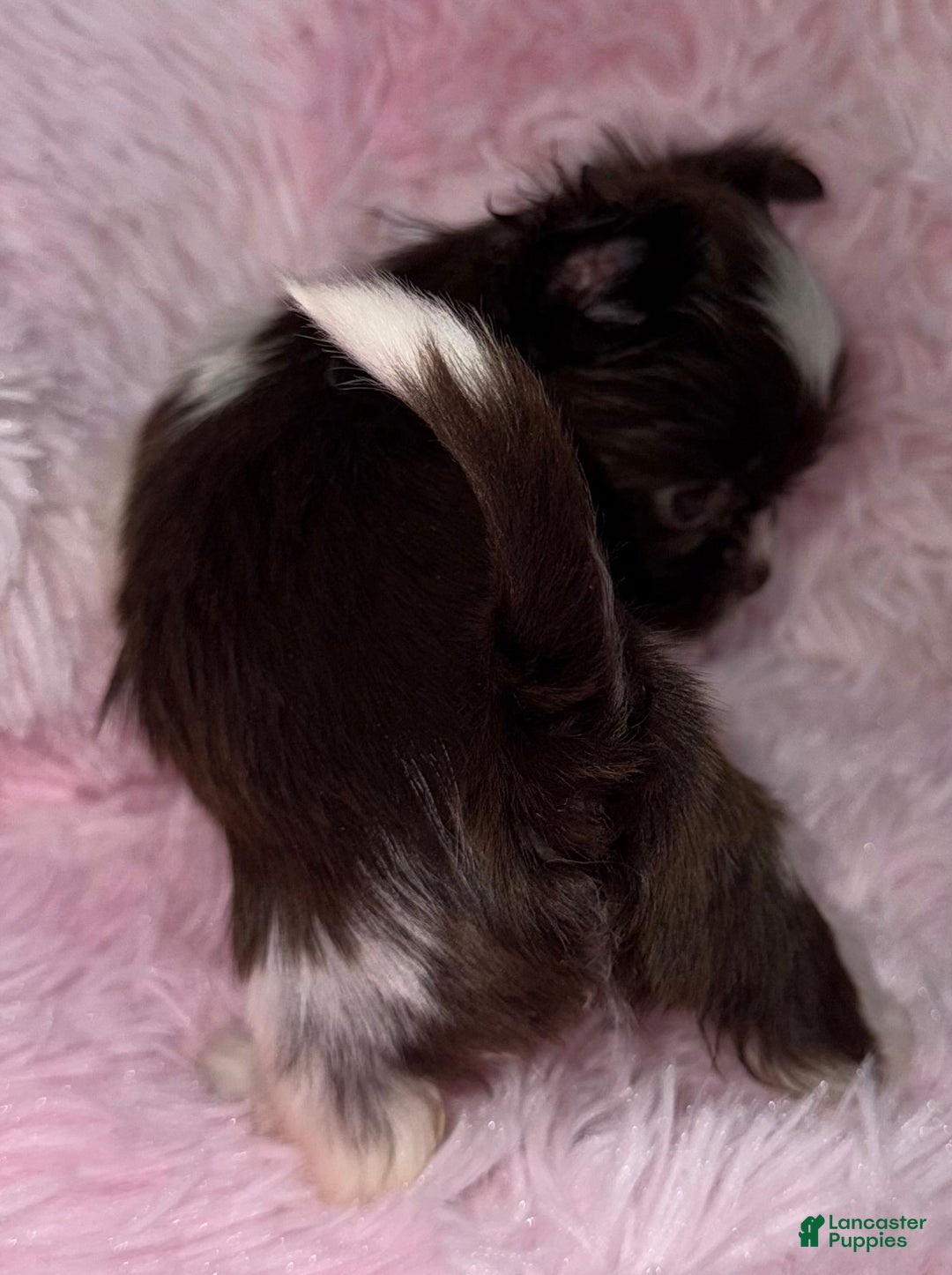 Yorkshire Terrier dogs for sale: Love - Ad 3