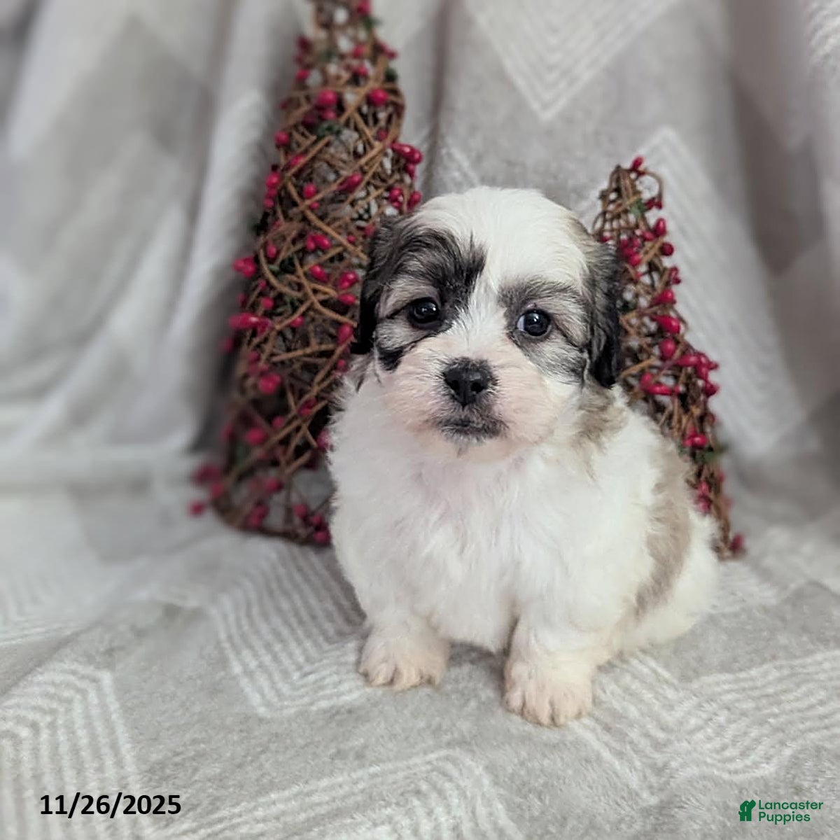 Teddy Bear dogs Iam - Ad 42