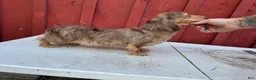 Miniature Dachshund dogs for sale: AKC choc cream Dapple - Ad 3