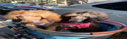 Standard Poodle dogs for sale: Maxine - Ad 3