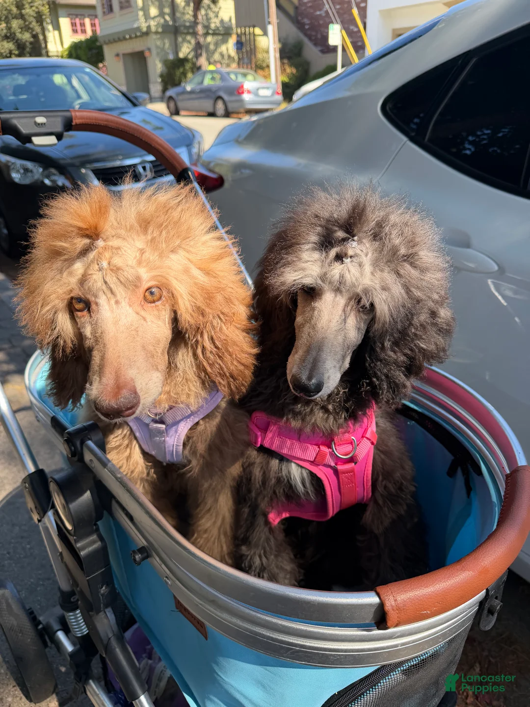Standard Poodle dogs for sale: Maxine - Ad 3