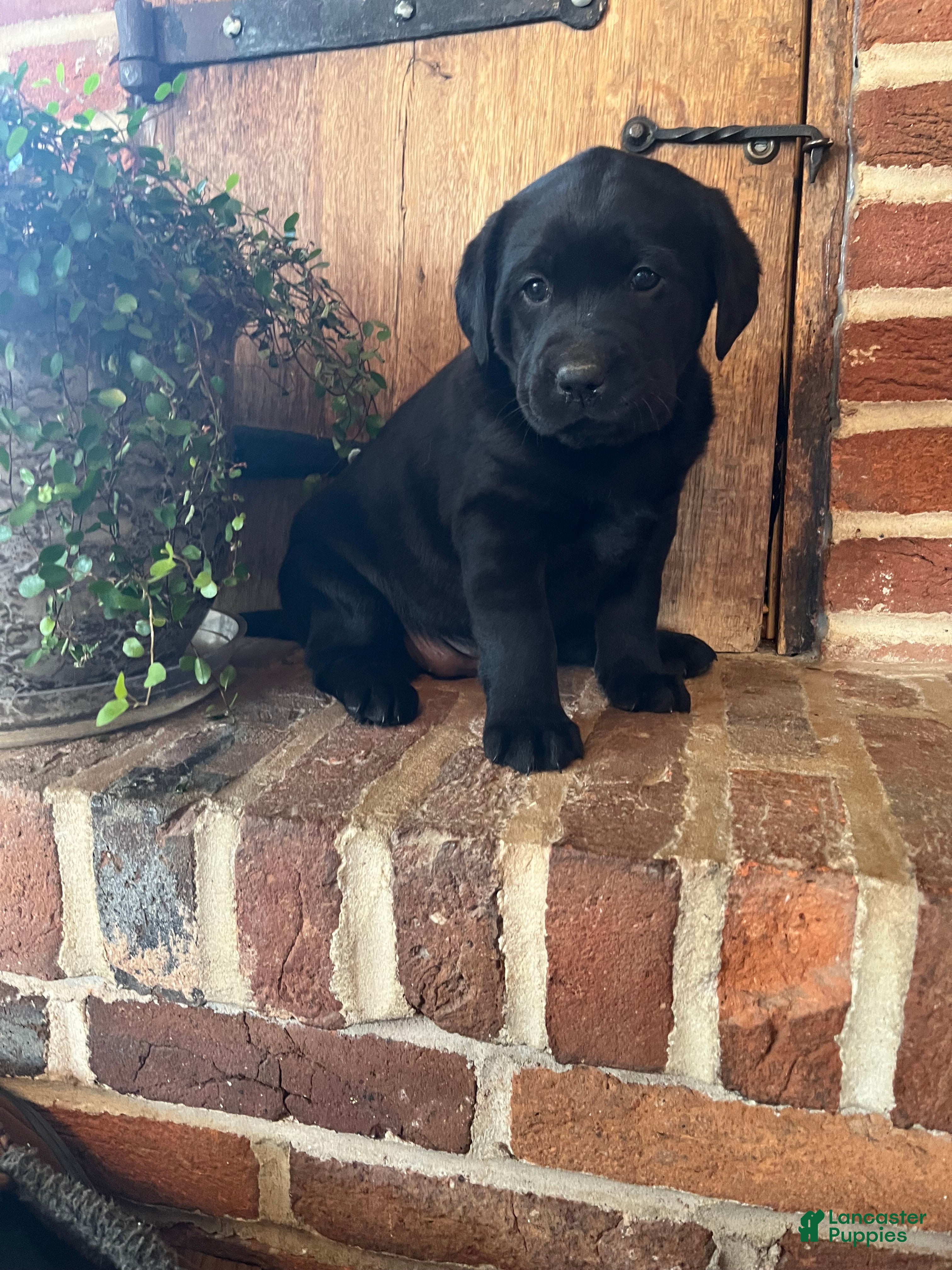 Labrador Retriever dogs Bella - Ad 1