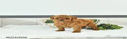 Toy Poodle dogs for sale: Rylan - Ad 2