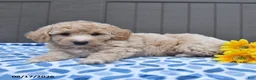 Bichpoo dogs for sale: Justice - Ad 3