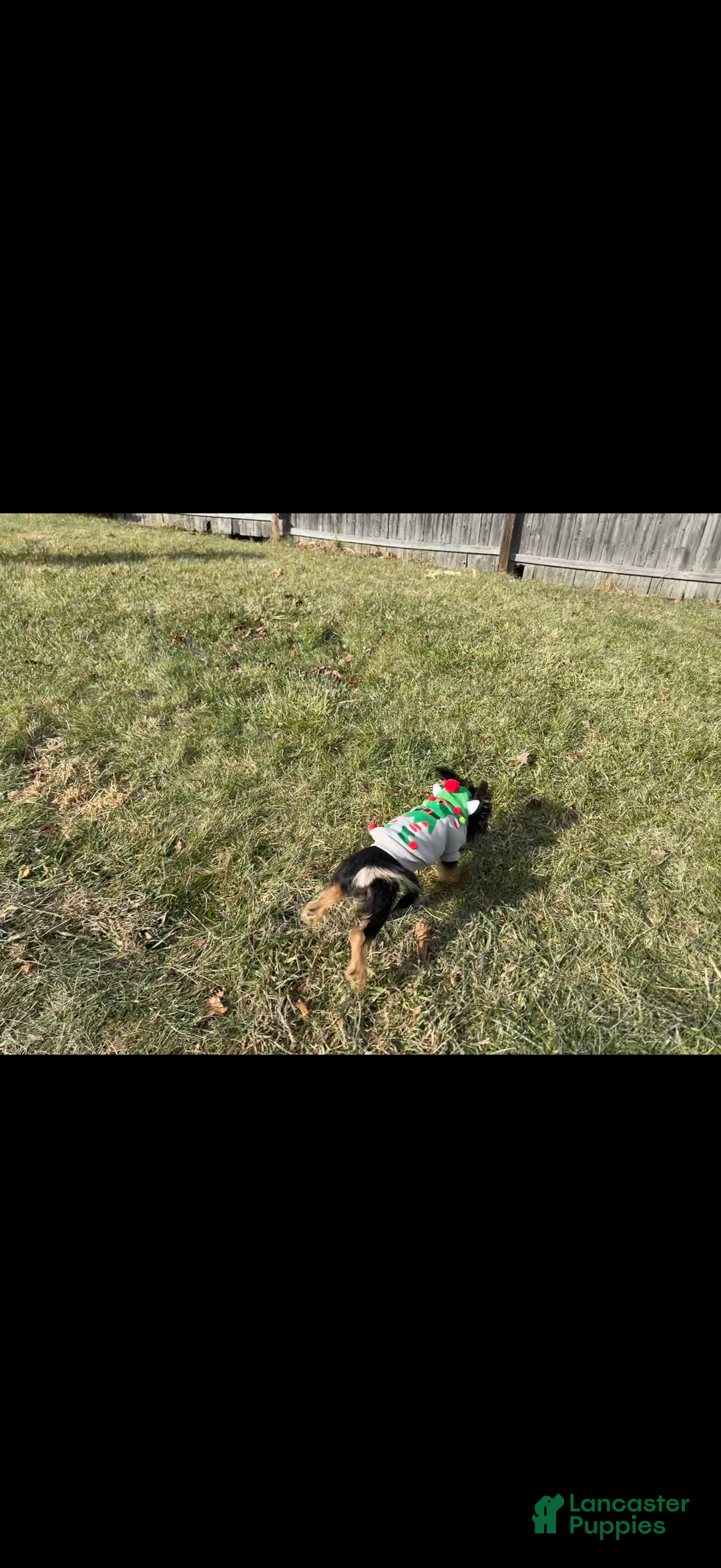 Yorkiepoo dogs for sale: Teddy - Ad 3