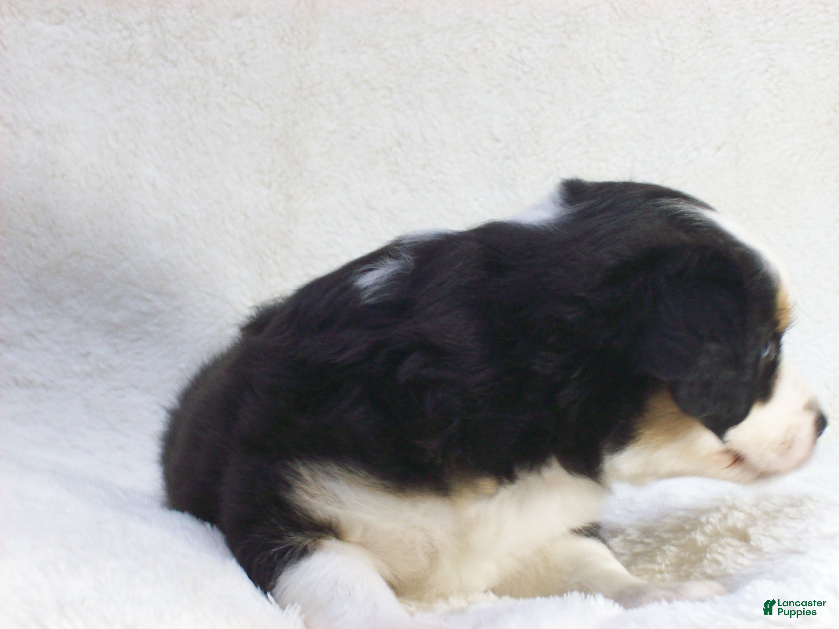 Miniature Australian Shepherd dogs Blaze - Ad 2