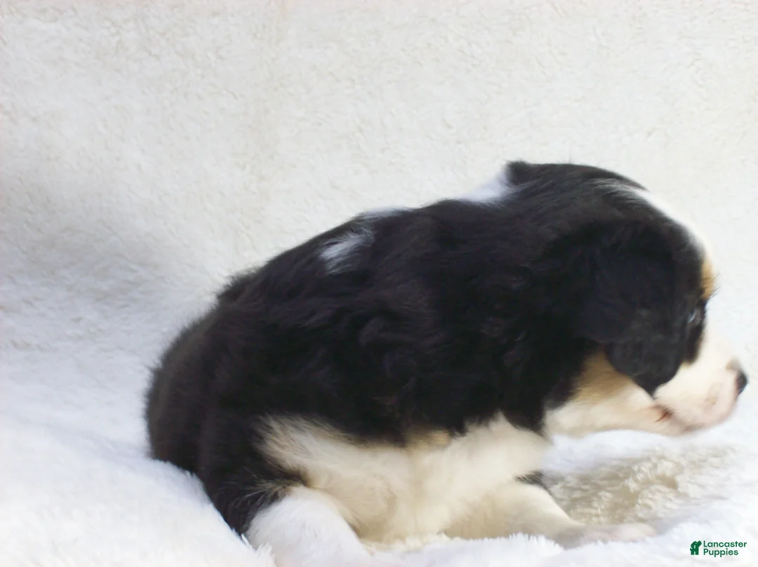 Miniature Australian Shepherd dogs for sale: Blaze - Ad 2
