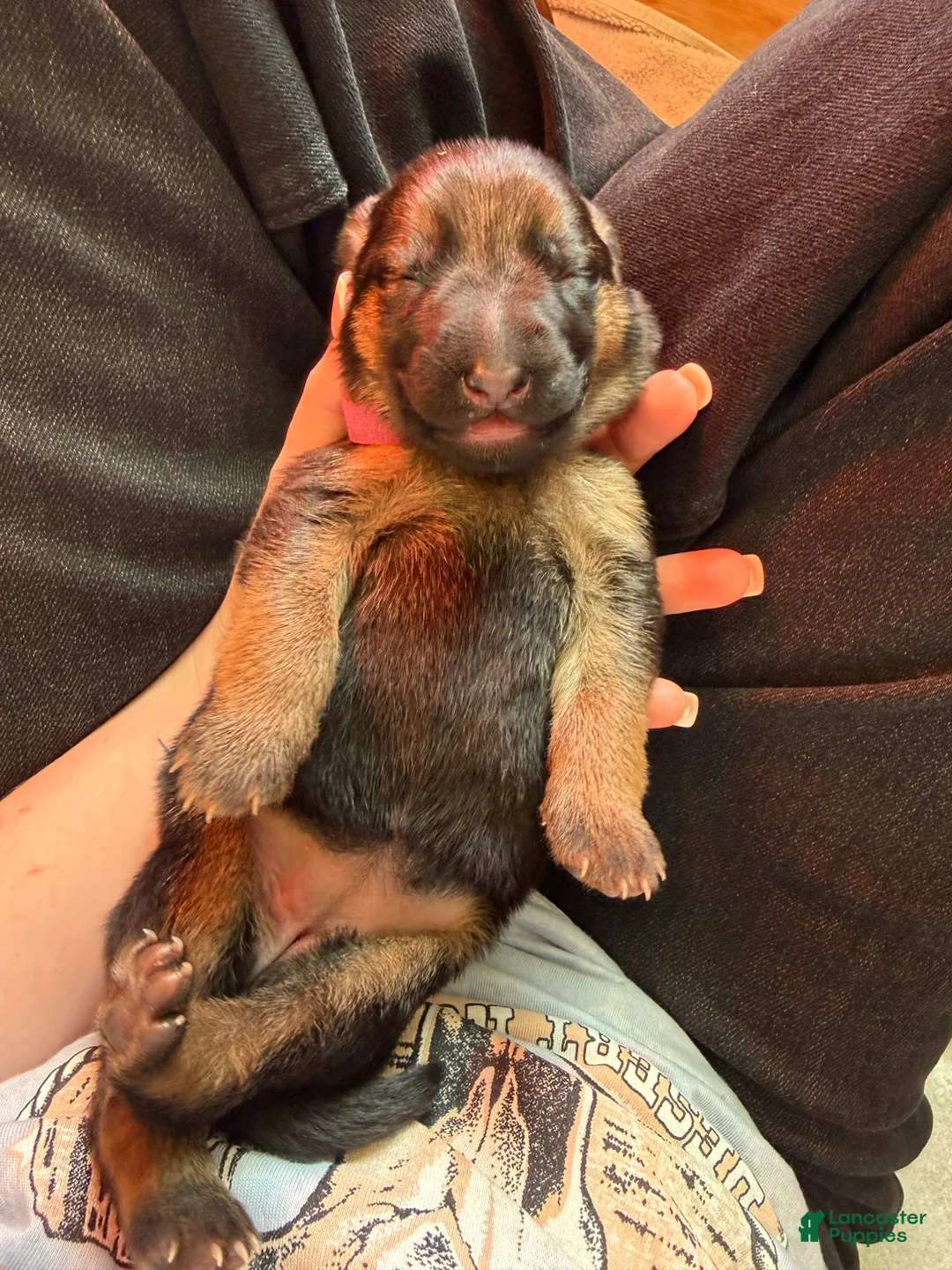 German Shepherd dogs for sale: German Shepherd Puppy 1: Pink  - Ad 2