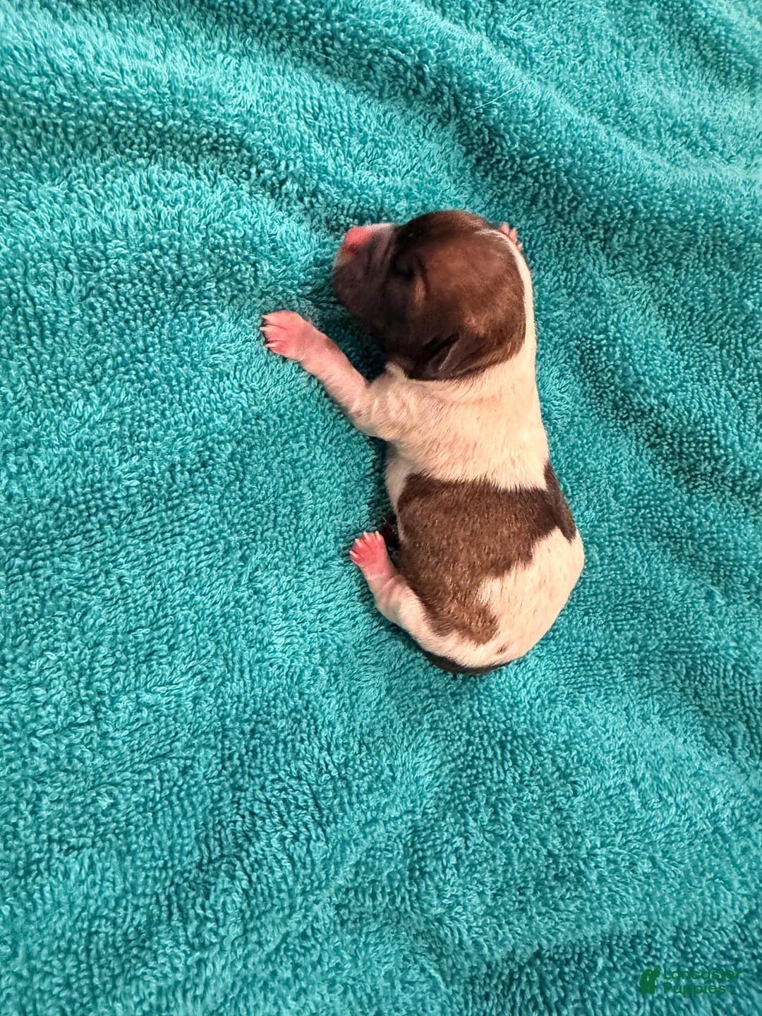 Chihuahua dogs for sale: Chihuahua 1 - Ad 1