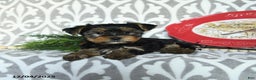 Yorkiepoo dogs for sale: Dwilyn - Ad 4