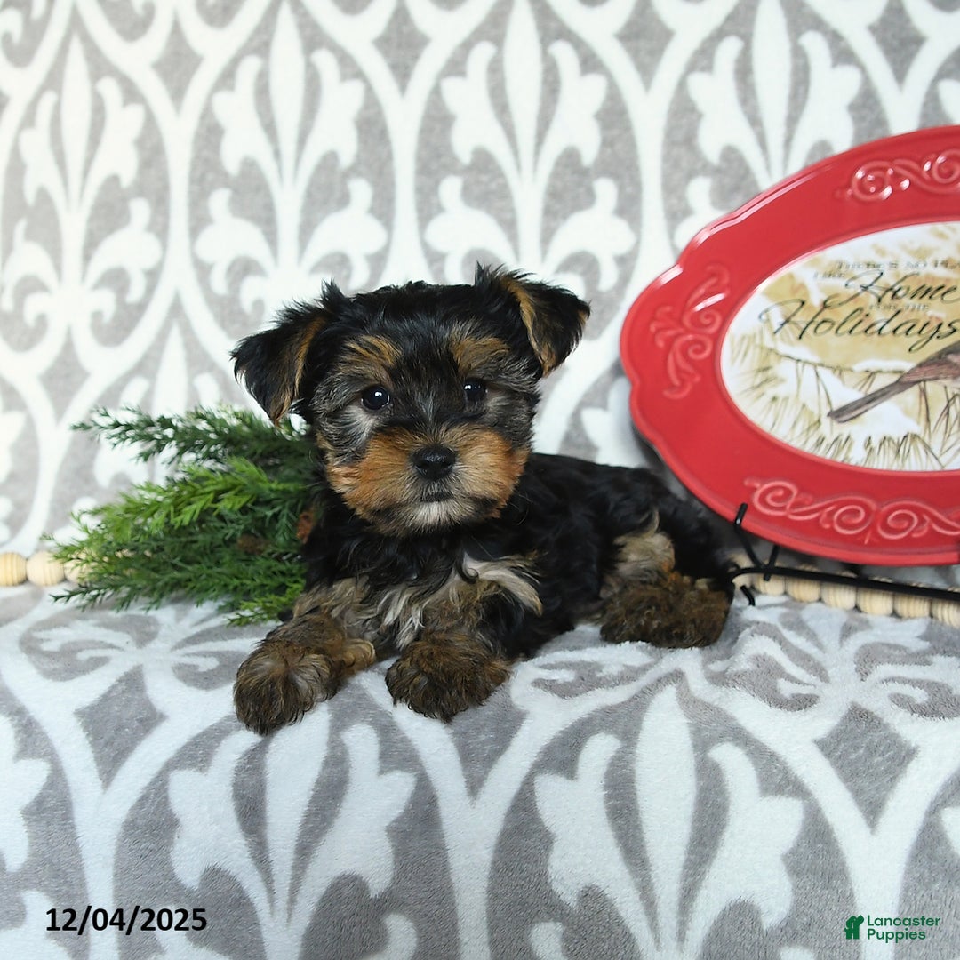 Yorkiepoo dogs for sale: Dwilyn - Ad 4