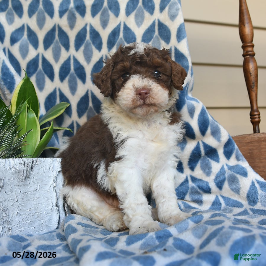 Labradoodle dogs Jelani - Ad 1