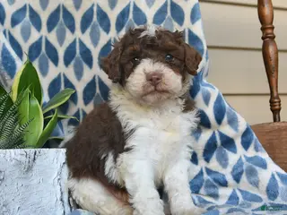 Labradoodle dogs for sale: Jelani - Ad 3