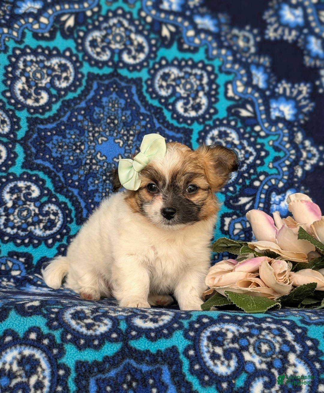 Mixed Breed dogs for sale: Rose 10 lbs Full Grown - Ad 3