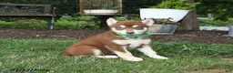 Alaskan Malamute dogs for sale: Scarlett - Ad 3