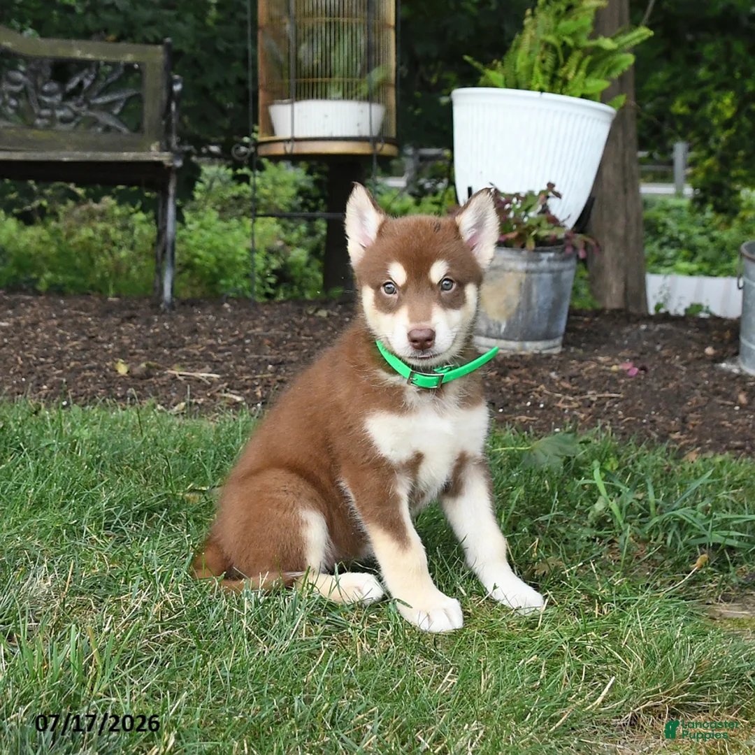 Alaskan Malamute dogs for sale: Scarlett - Ad 3
