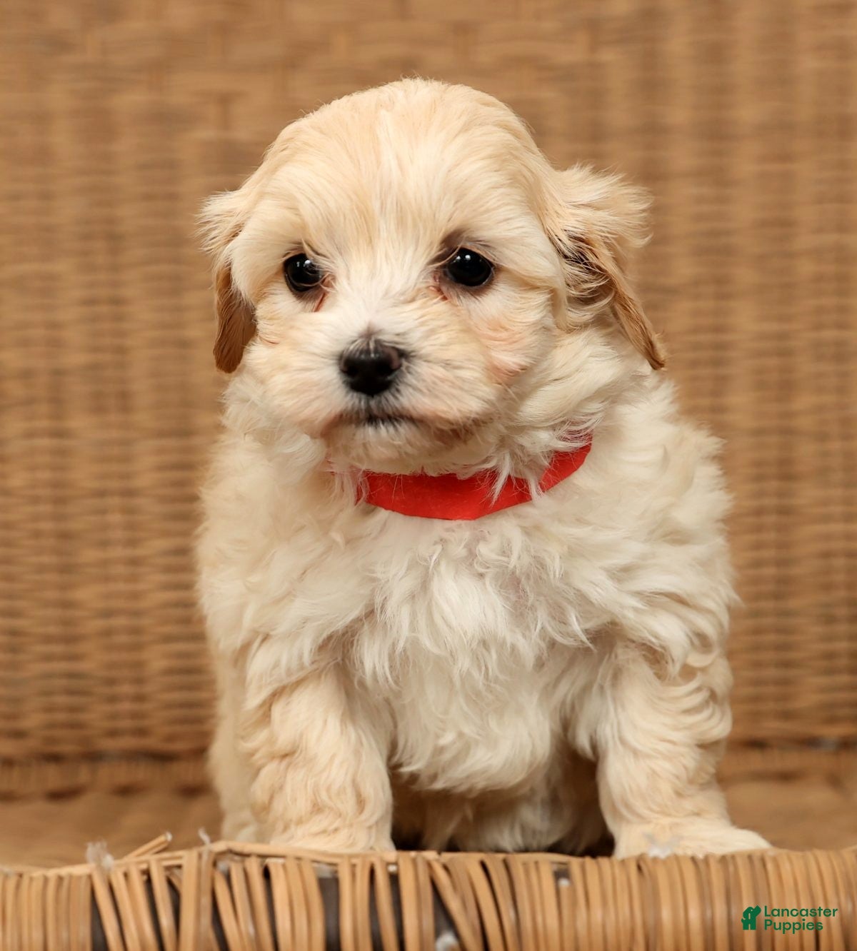 Maltipoo dogs Molly - Ad 3