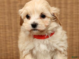 Maltipoo dogs Molly - Ad 3