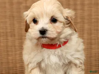 Maltipoo dogs Molly - Ad 15