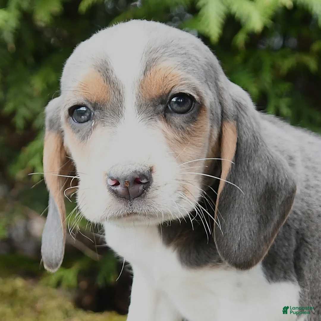 Beagle dogs for sale: Gunner - Ad 3