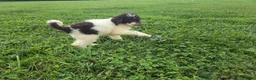 Aussiedoodle dogs for sale: Shep - Ad 3