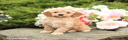 Mini Goldendoodle dogs for sale: Scotty - Ad 2