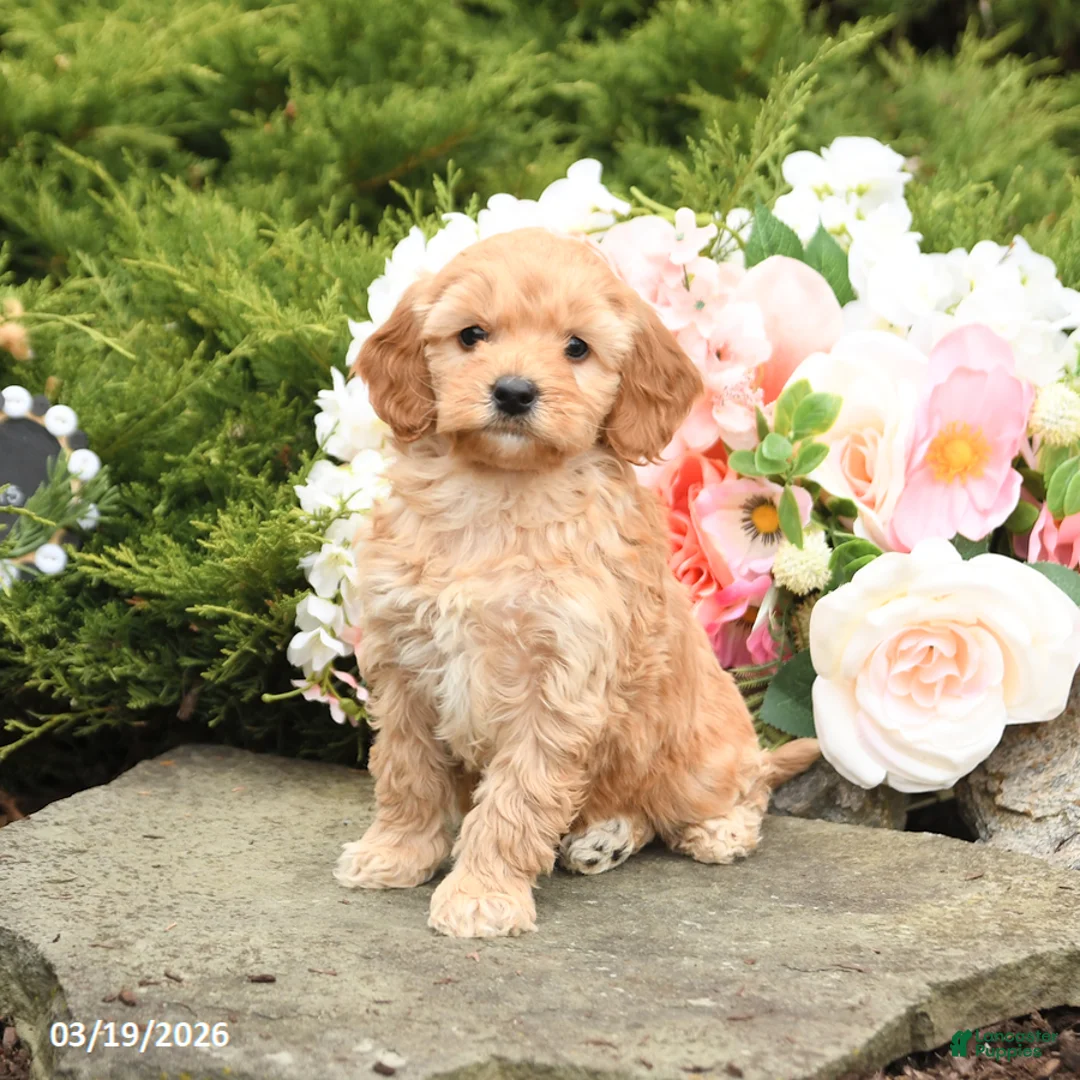 Mini Goldendoodle dogs for sale: Scotty - Ad 2