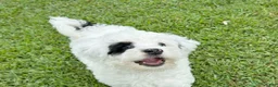 Mini Bernedoodle dogs for sale: SAILOR 👨‍✈️ TRAINED w OFA parents - Ad 5
