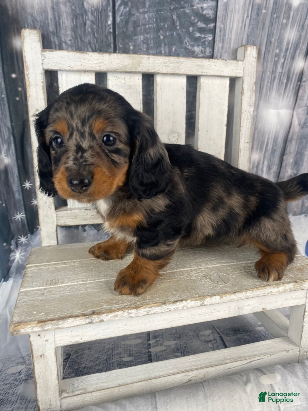 Miniature Dachshund dogs for sale: Dixie - Ad 3