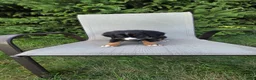 Bernedoodle dogs for sale: Bernedoodle dark green - Ad 7