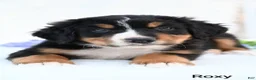 Bernese Mountain Dog dogs for sale: Roxy  - Ad 5