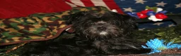 Morkie dogs for sale: Frank - Ad 17