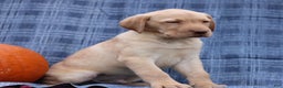 Labrador Retriever dogs for sale: Jerry  - Ad 4