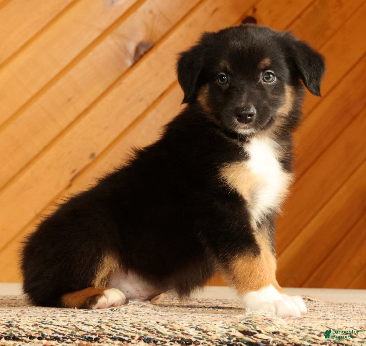 Australian Shepherd dogs for sale: Ben - Ad 3