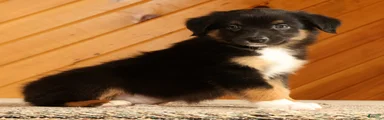 Ben
