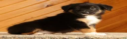 Australian Shepherd dogs for sale: Ben - Ad 1