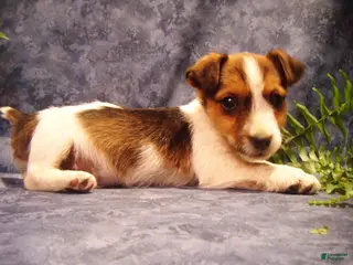 Jack Russell Terrier dogs Buddy - Ad 36