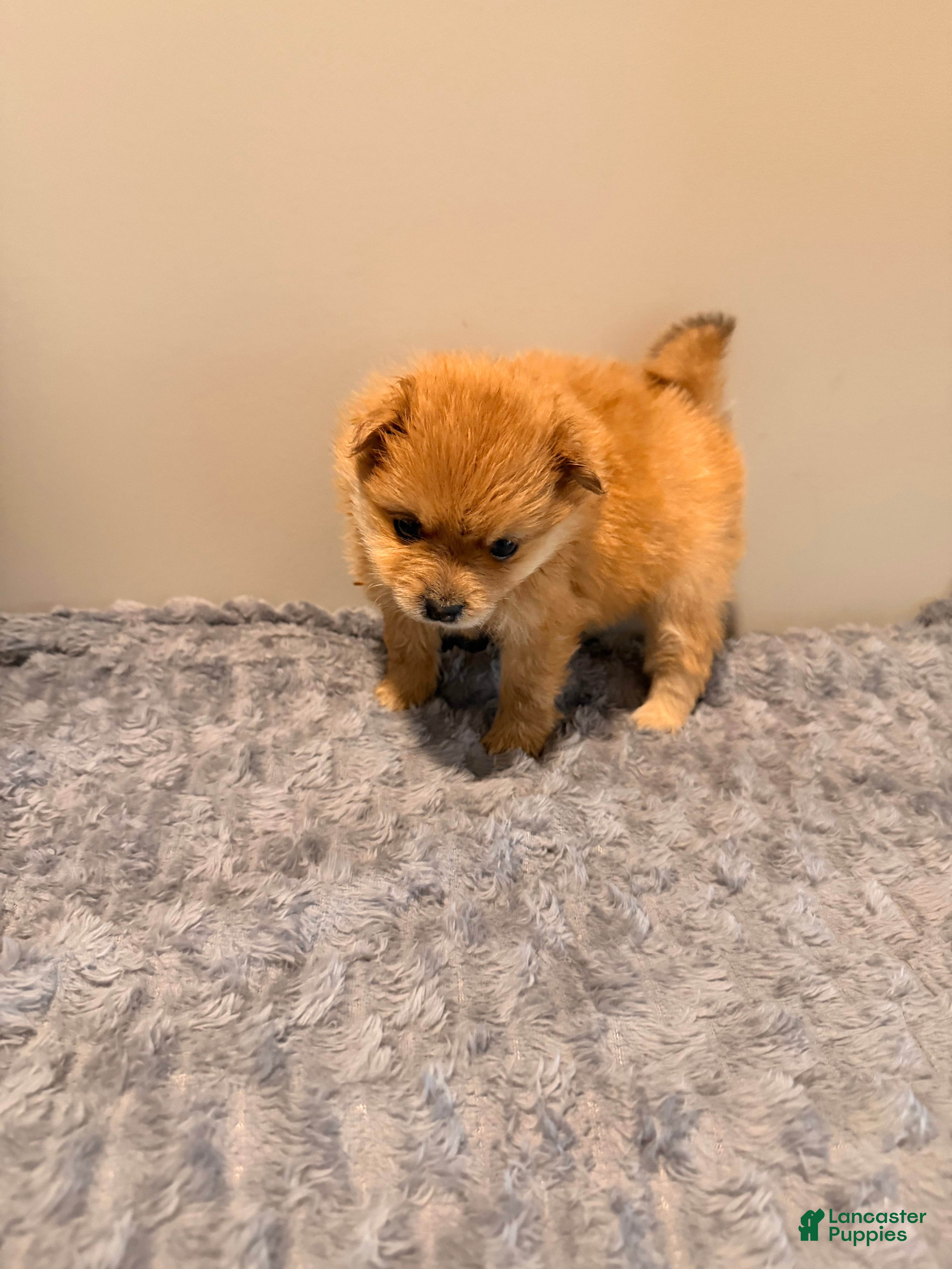 Pomeranian dogs Pooh - Ad 2