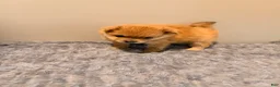 Pomeranian dogs for sale: Pooh - Ad 2