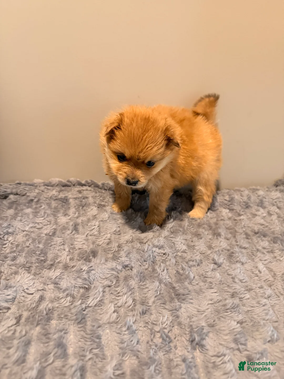 Pomeranian dogs for sale: Pooh - Ad 2