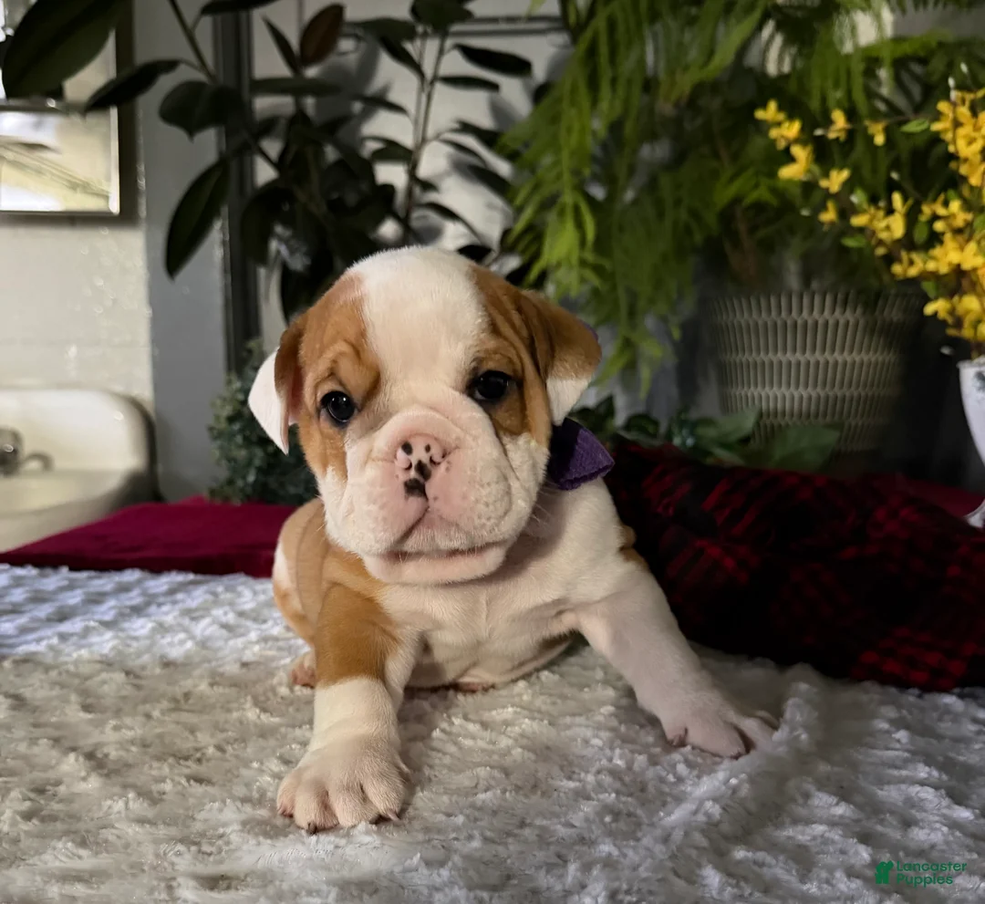 English Bulldog dogs for sale: Pork Chop - Ad 2