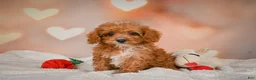 Cavapoo dogs for sale: Charles - Ad 7