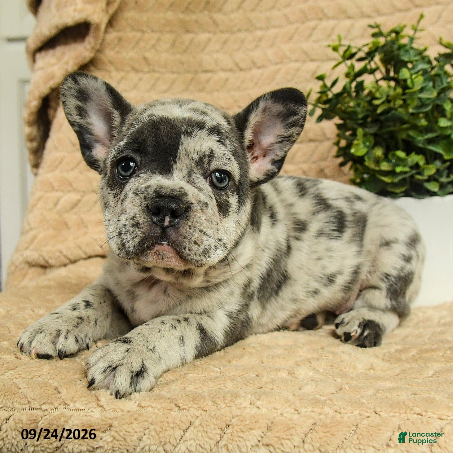 French Bulldog dogs Astro - Ad 2