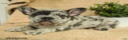 French Bulldog dogs for sale: Astro - Ad 2