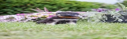 German Shepherd dogs for sale: Amber - Ad 6