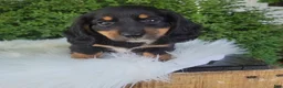 Miniature Dachshund dogs for sale: Venture  - Ad 10