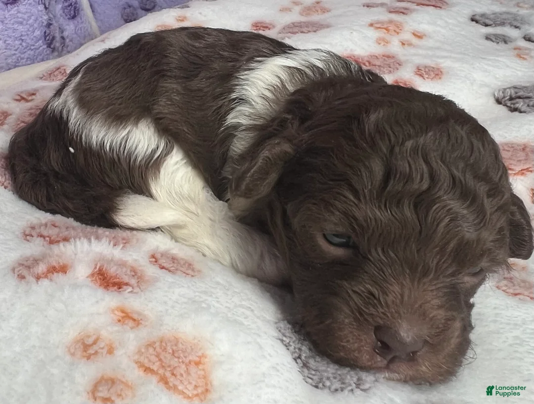 Havanese dogs for sale: Cricket  - Ad 2